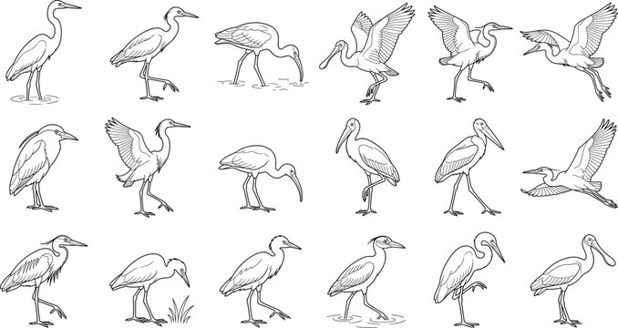 Hand Drawn Wading Birds Outline Collection with Heron Egret Ibis Pelican Spoonbill Line Art Vector Set