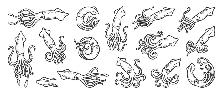 Hand-Drawn Squid Illustrations in Various Poses