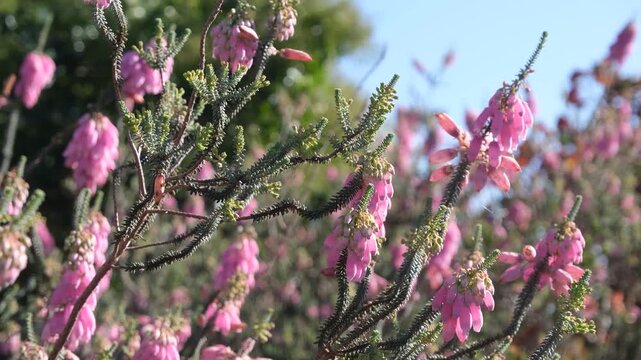 Erica carnea, the winter heath, winter-flowering heather, spring heath or alpine heath. Close-up of pink Erica (heath) flowers blooming on slender stems with needle-like foliage