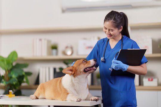 Asian female veterinarian smiling at Corgi dog during clinic checkup
