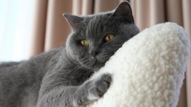 Relaxed gray cat resting on soft white cat tree at home