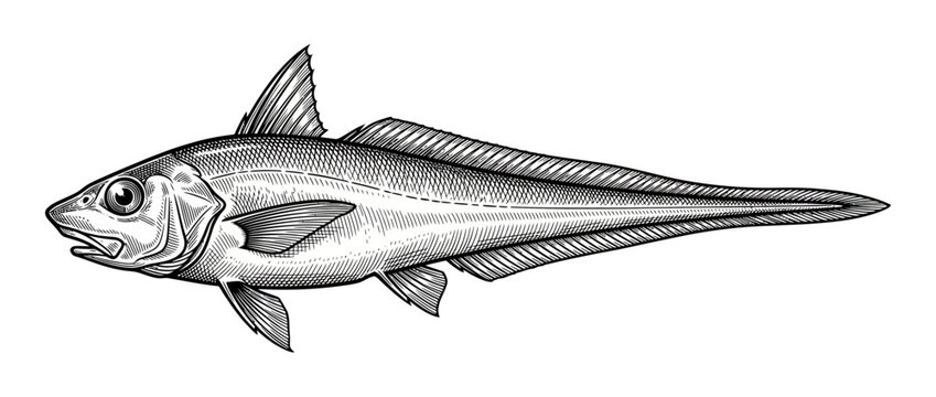 Detailed Line Drawing of a Single Marine Fish