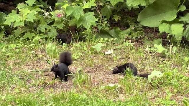 Black squirrels eating seeds on lawn with green wild plants background
