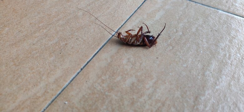 Dead Cockroach on Floor Tile in Modern Home, Professional Pest Control and Extermination Service Concept, Sanitation and Hygiene Management with Copy Space Website Banner