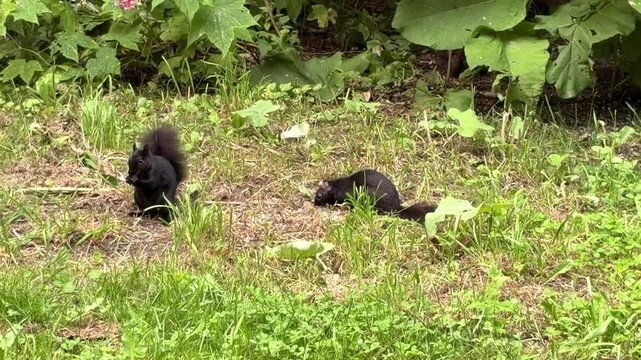 Black squirrels eating seeds on lawn with green wild plants background