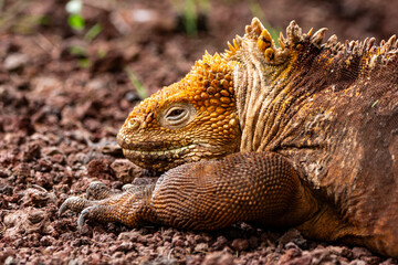 Fototapeta premium Galapagos Land Iguana Resting on Volcanic Terrain