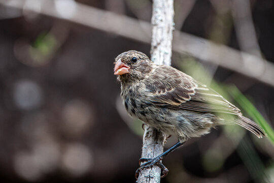 Juvenile Darwin's Finch Perched on Branch in Galapagos