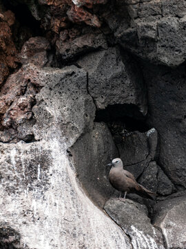 Brown Noddy Seabird Resting on Volcanic Cliffs in Galapagos