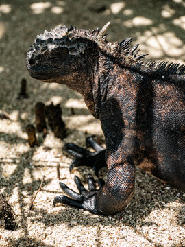 Marine Iguana Resting on Sandy Shore in Galapagos