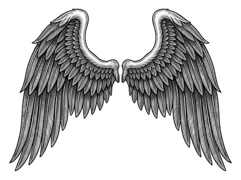 Illustrative pair of detailed feathery wings