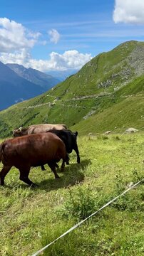 Herd of cows fighting and grazing on a high mountain pasture in the Swiss Alps under a blue sky with fluffy clouds