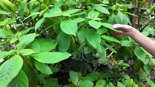 Asian Hand Gently Touching Green Tropical Leaf in Bangkok Garden