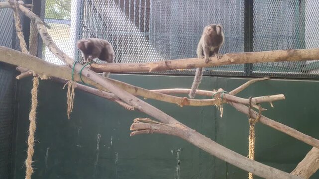 Small Marmoset Climbing on Sanctuary Branches, Zoo Enclosure Wildlife Banner with Copy Space