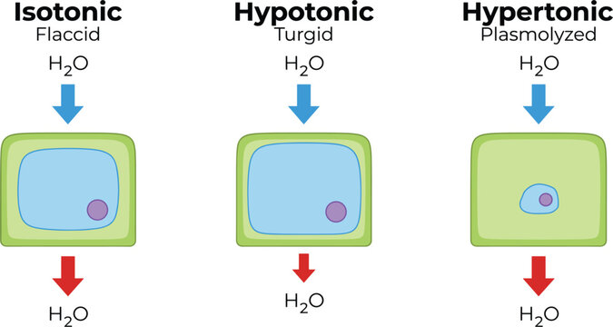 Plant Cell Tonicity Infographic Comparing Isotonic, Hypotonic, and Hypertonic Conditions with Water Movement, Turgidity, Plasmolysis, and Osmosis in Plant Biology