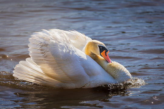 Mute Swan (Cygnus olor) Preening its Feathers on Water, Burlington