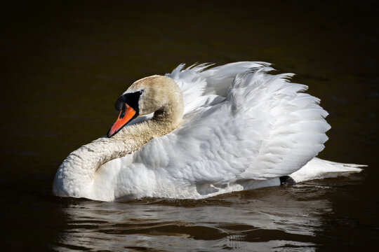 Mute Swan (Cygnus olor) Displaying with Raised Wings on Dark Water, Burlington Ontario