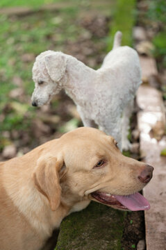 Labrador dog and poodle play together