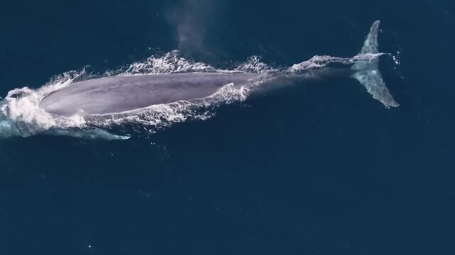 A Giant Blue Whale Spouting at the Ocean Surface