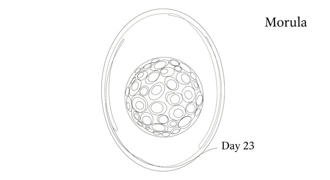 Embryonic Development: Morula Stage on Day 23