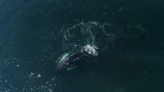 A Giant Blue Whale Spouting at the Ocean Surface