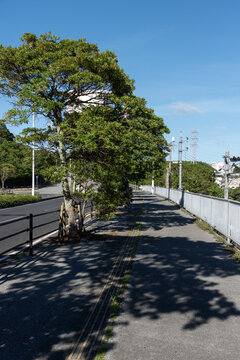 快晴で木々の木漏れ日の影がある歩道と車道