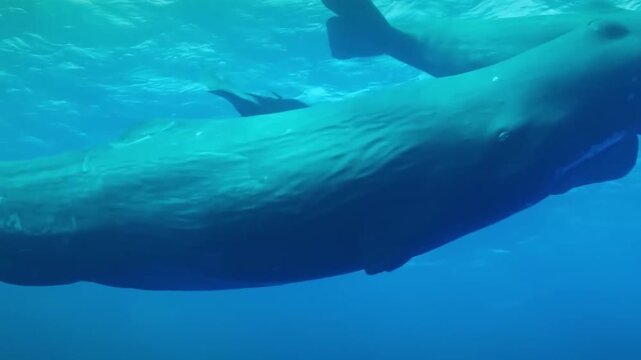 A Sperm Whales Gliding Through Clear Ocean Waters