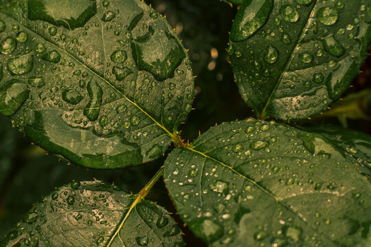 Close up of gree leaf with waterdrops after the rain, Victoria, Australia