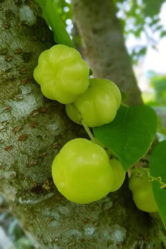 Buah Cermai - 1