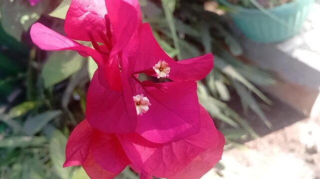 Adenium Flower Blooming Outdoors in Natural Wind