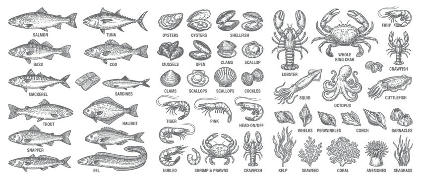 Seafood and Fish Collection Hand-Drawn Illustration