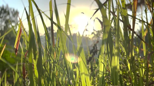 sunrise seen through the gap in the green grass with the camera up