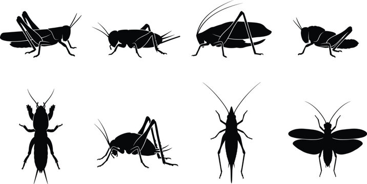 Flat Color Vector Grasshopper And Cricket Insect Collection For Agricultural Pest Control And Nature Biology Graphic Design Projects