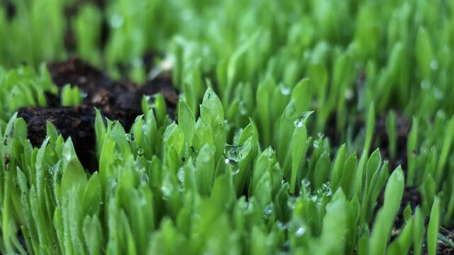 Close-up slow motion shot of young green millet grass microgreens covered in dew drops growing in rich soil.
