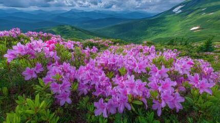 Obraz premium Vibrant purple and pink wildflowers carpeting lush green mountain slopes under a cloudy sky.