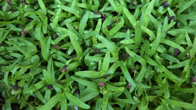 High angle slow motion view of young water spinach microgreen seedlings growing closely together with seed husks attached to green leaves.
