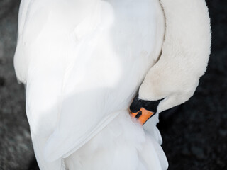 swan on the water © Muren