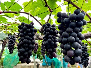 Multiple clusters of ripe black grapes growing on a vineyard trellis. © Danan