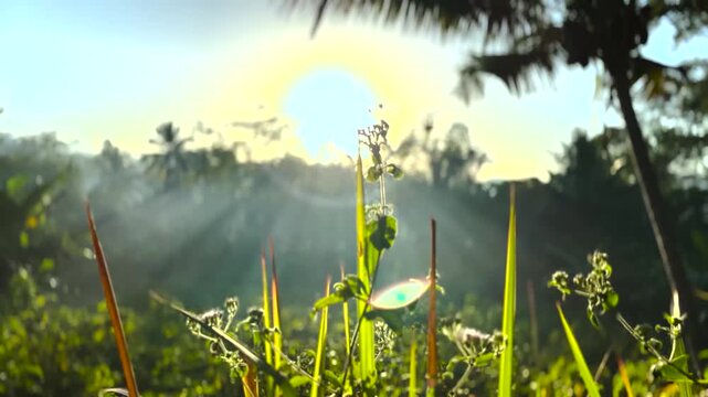 sunrise seen through the gap in the green grass with the camera up