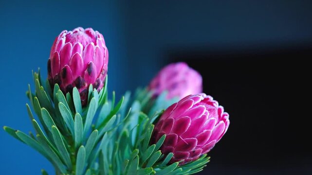 Close up slow motion of vibrant pink protea flowers with green leaves in soft focus background.