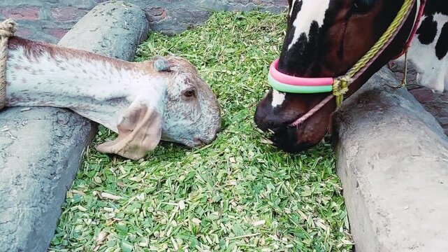 Domestic Farm Animals Cow And Goat Eating Fresh Green Fodder