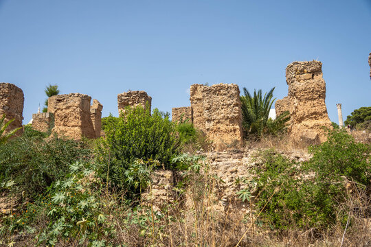 Tall vegetation around stone pillars in the ancient ruins of Carthage, on the outskirts of Tunis, Tunisia