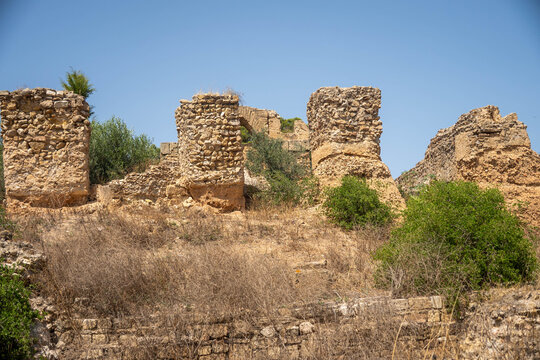 Tall vegetation around stone pillars in the ancient ruins of Carthage, on the outskirts of Tunis, Tunisia