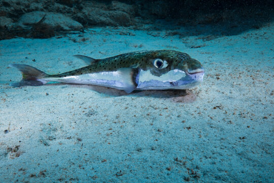 Big toadfish Lagocephalus sceleratus