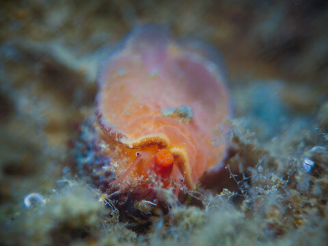 Dirty cowry from Cyprus
