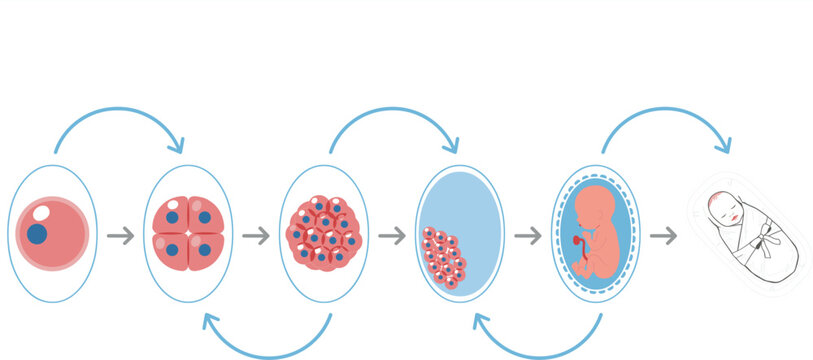 Human Embryonic Development Stages Diagram Showing Fertilization, Cleavage, Morula, Blastocyst Formation, Embryo Growth, and Fetal Development for Biology Education