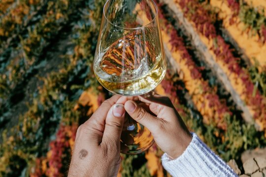 Hand holding a glass of white wine over colorful vineyard rows, featuring glowing golden liquid and textured knit sleeves for viticulture and wine tasting imagery