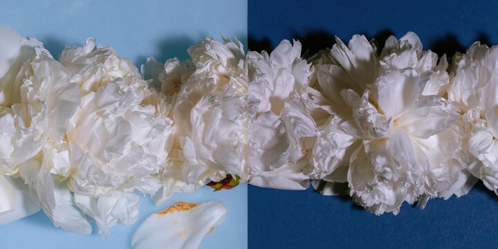 White peony flower heads in a flat lay row over a blue background with a cool balanced palette for greeting card and floral banner imagery