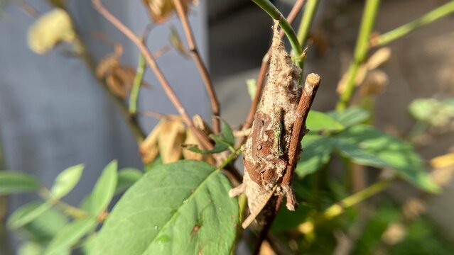 Macro View of Bagworm Case Hanging on Tree Bark