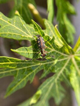 green bug on a green leaf