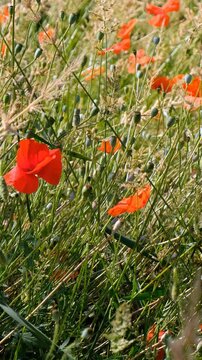 Vertical video of poppy field. Red Papaver flowers flutters in the wind.